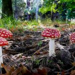 amanita-muscaria-1