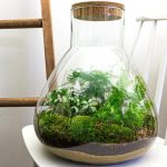 Ökosysteme mit Pflanzen im Glas sind Art der Gartenbaukunst